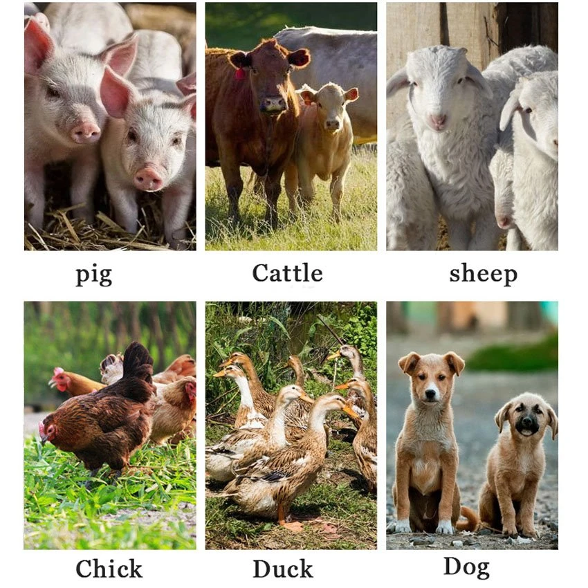 Application of Veterinary metal syringe