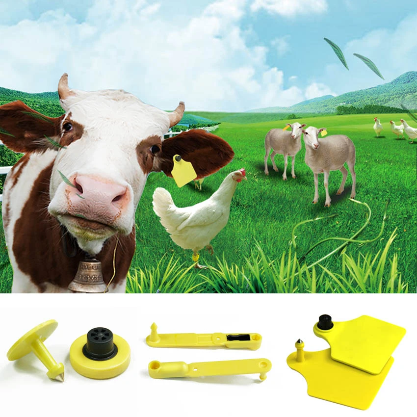 Application of ear tags for cow Application of ear tags for cow