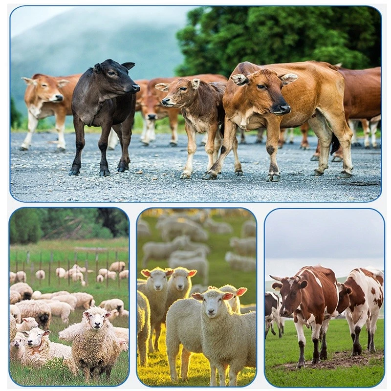 Application of milk feeding bottle for cattle Application of milk feeding bottle for cattle